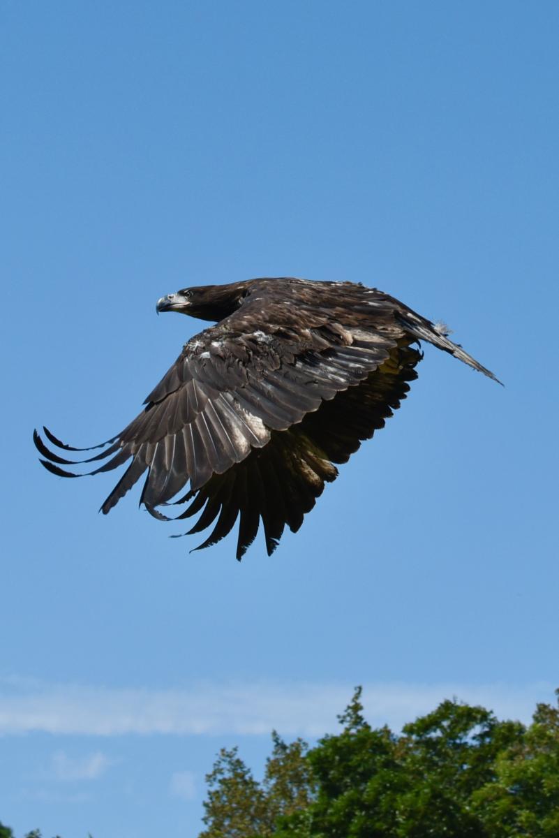 A juvenile Bald Eagle with mostly black feathers flies against clear blue sky.