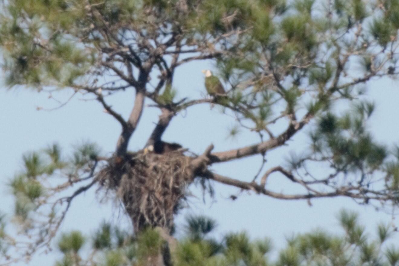 An eagle nest built in the crotch of a tree. We can faintly see an eagle sitting in the nest, and much more clearly we see a second eagle perched on a branch above it.