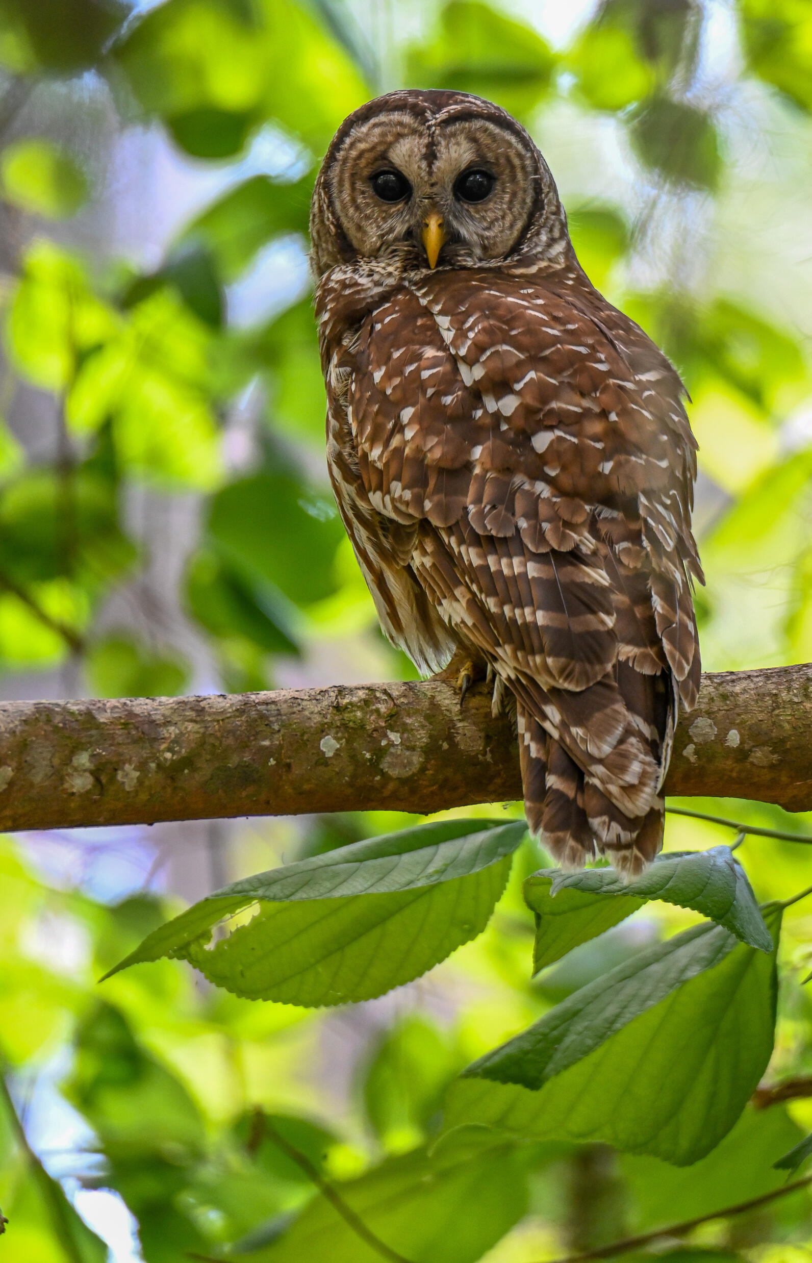 A brown bird of prey in a green canopy