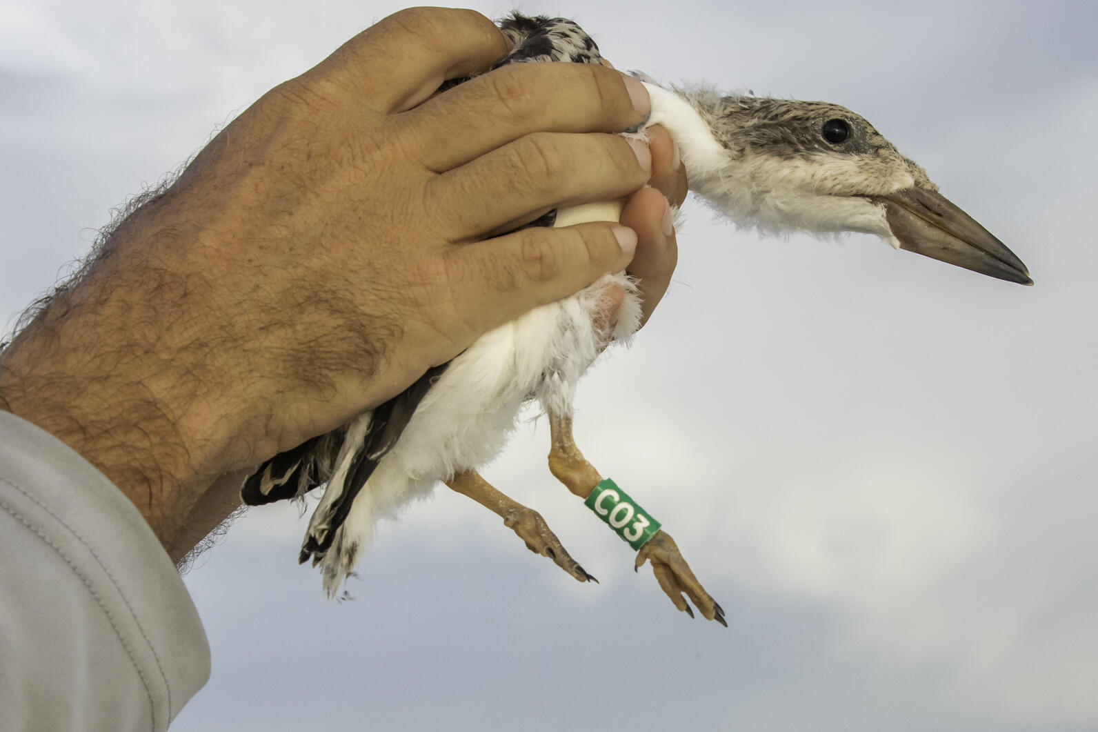 A pair of hands holding a banded, juvenile Black Skimmer.