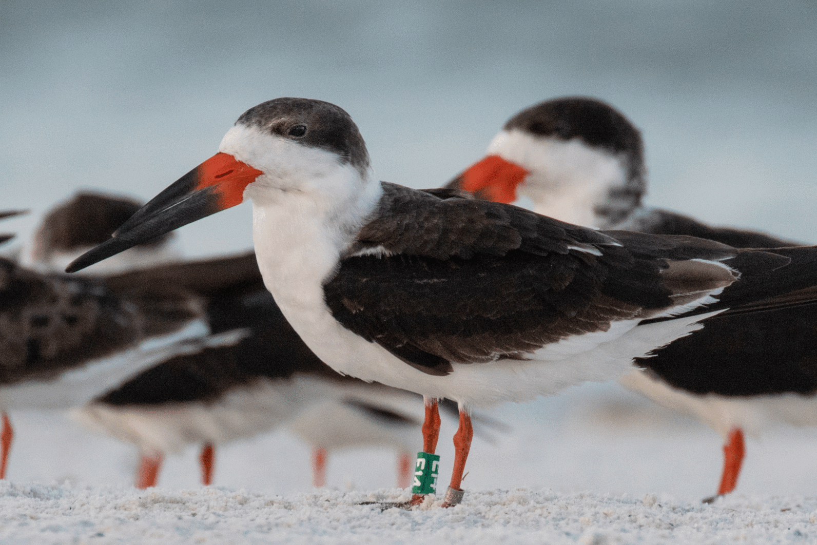 Black Skimmer with leg band