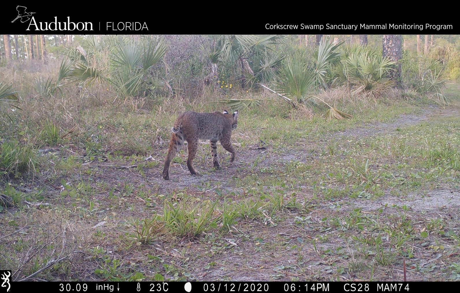 A bobcat on the trail camera