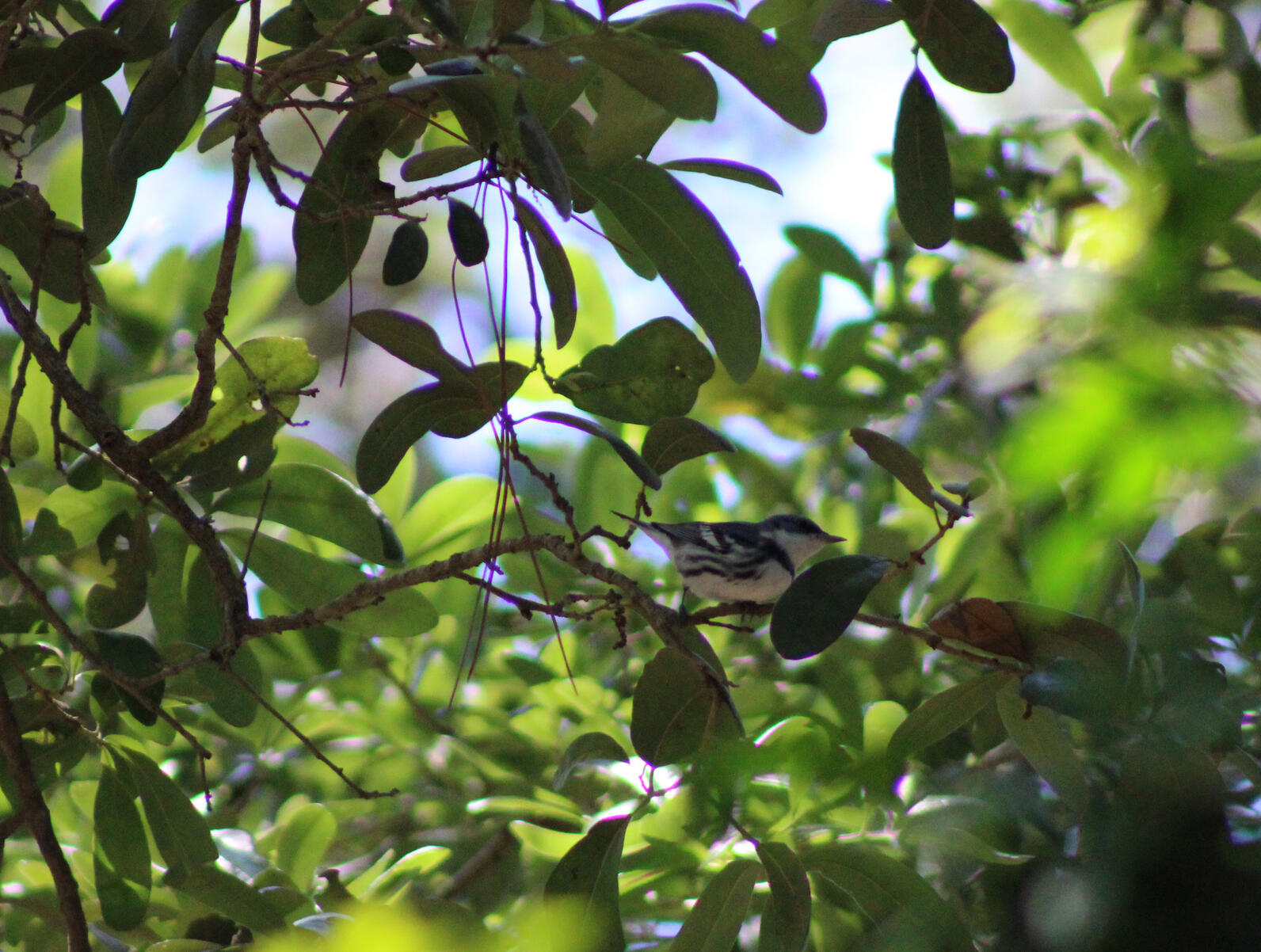 a small songbird surrounded by leafy canopy
