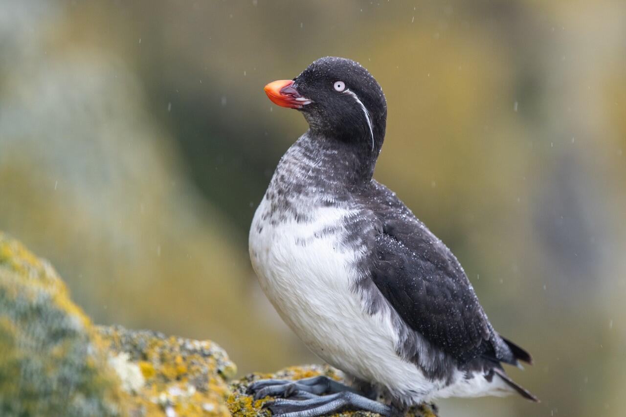 A Parakeet Auklet against a soft focus background, snow falling around it.