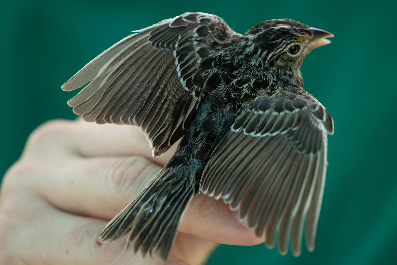 A close up of a Florida Grasshopper Sparrow with wings outstretched. 