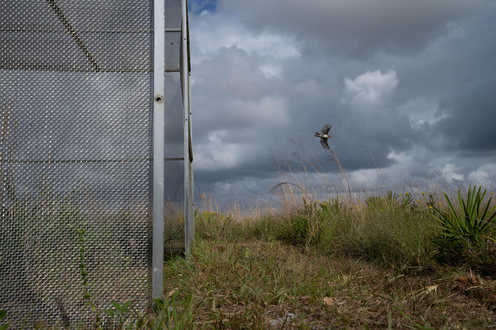 A Florida Grasshopper Sparrow flying from a mesh cage into the open, grassy meadow.