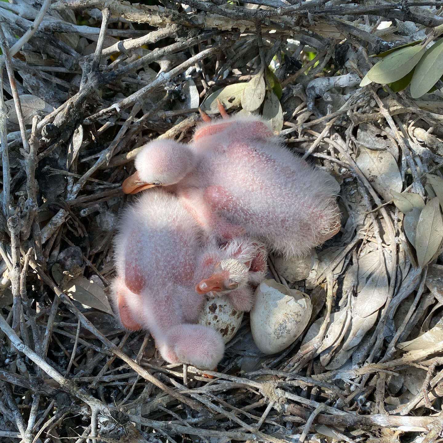 Roseate Spoonbill chicks. Photo: Casey King.