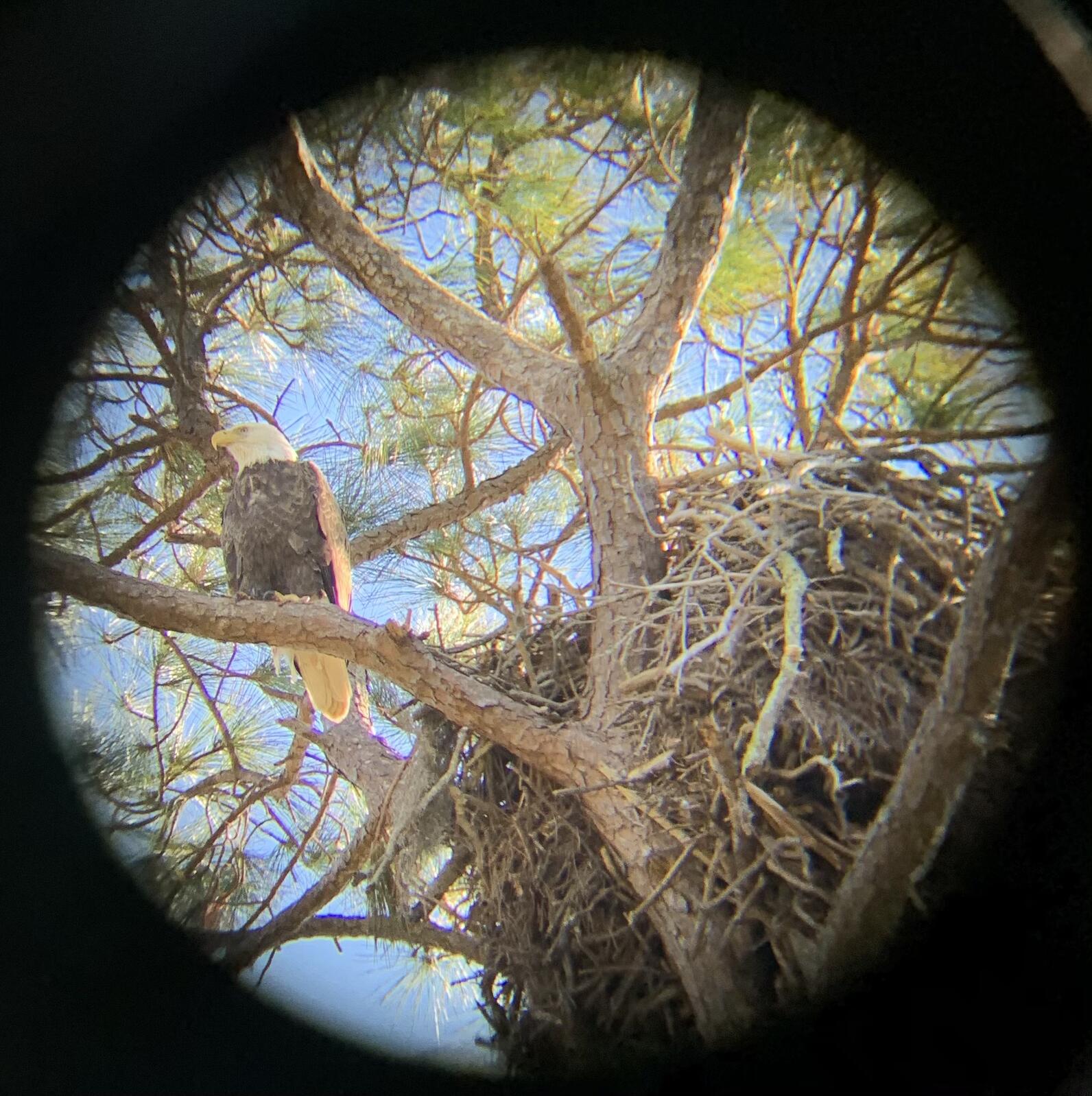 Bald Eagle nest seen through binoculars. Photo: Amanda Hull.