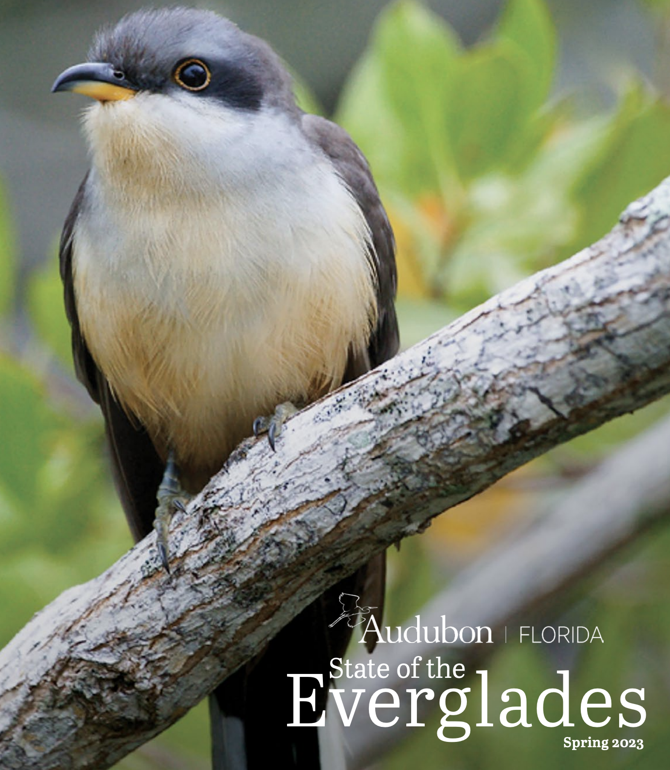 The cover of the report featuring a Mangrove Cuckoo.
