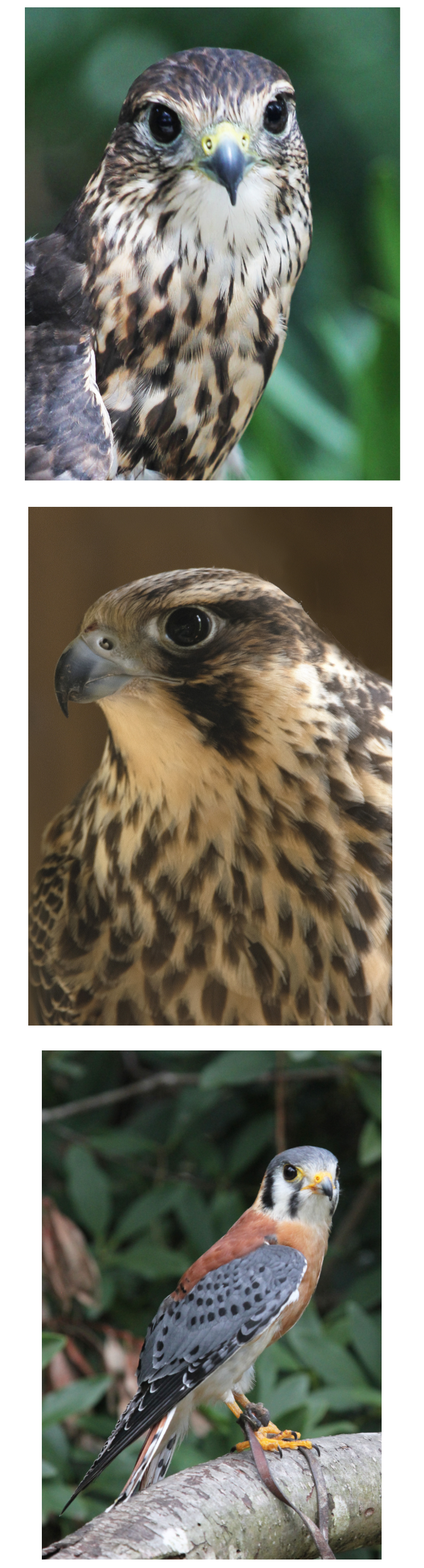 photos of falcons