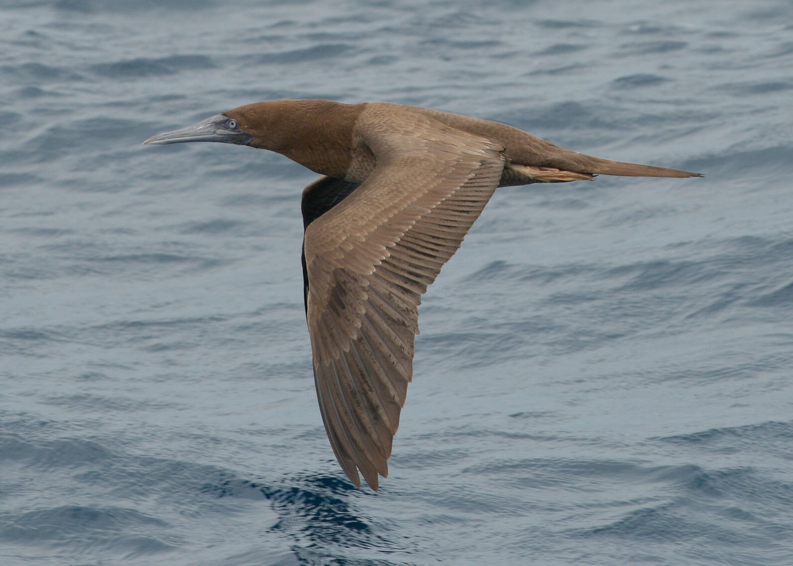 Spotted! A Brown Booby enters the Florida Big Year checklist.