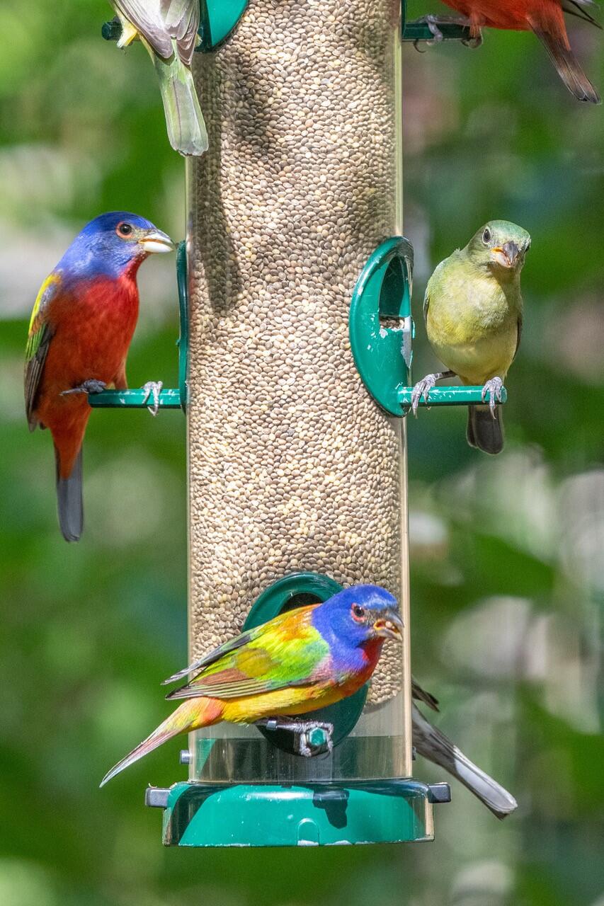 Painted Buntings perch at each opening of a tall cylindrical bird feeder.