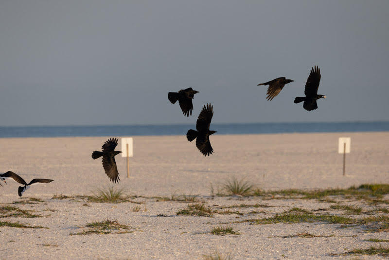 Fish crows flying over the sand. One has an egg in its bill.