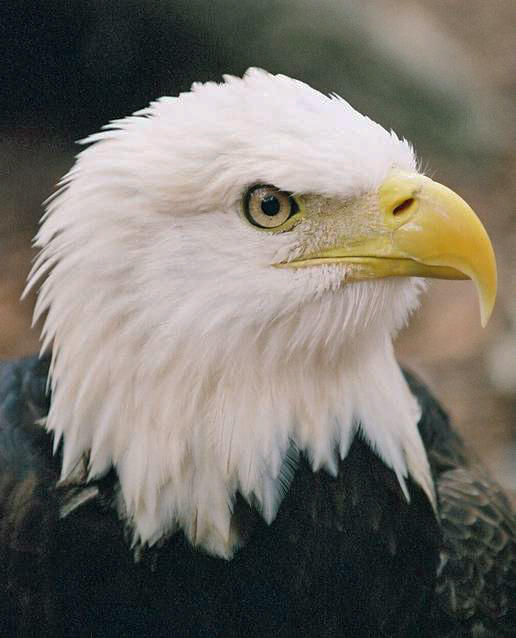 photo of a bald eagle named Francis