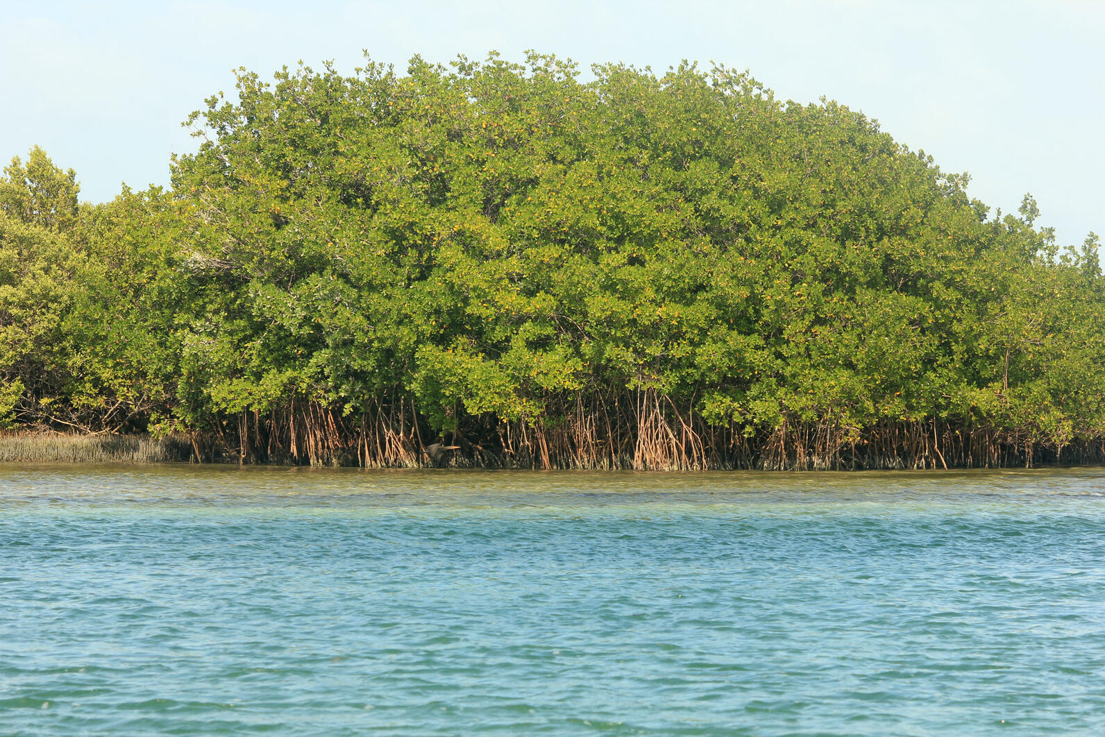 An island of mangroves at Biscayne National Park.