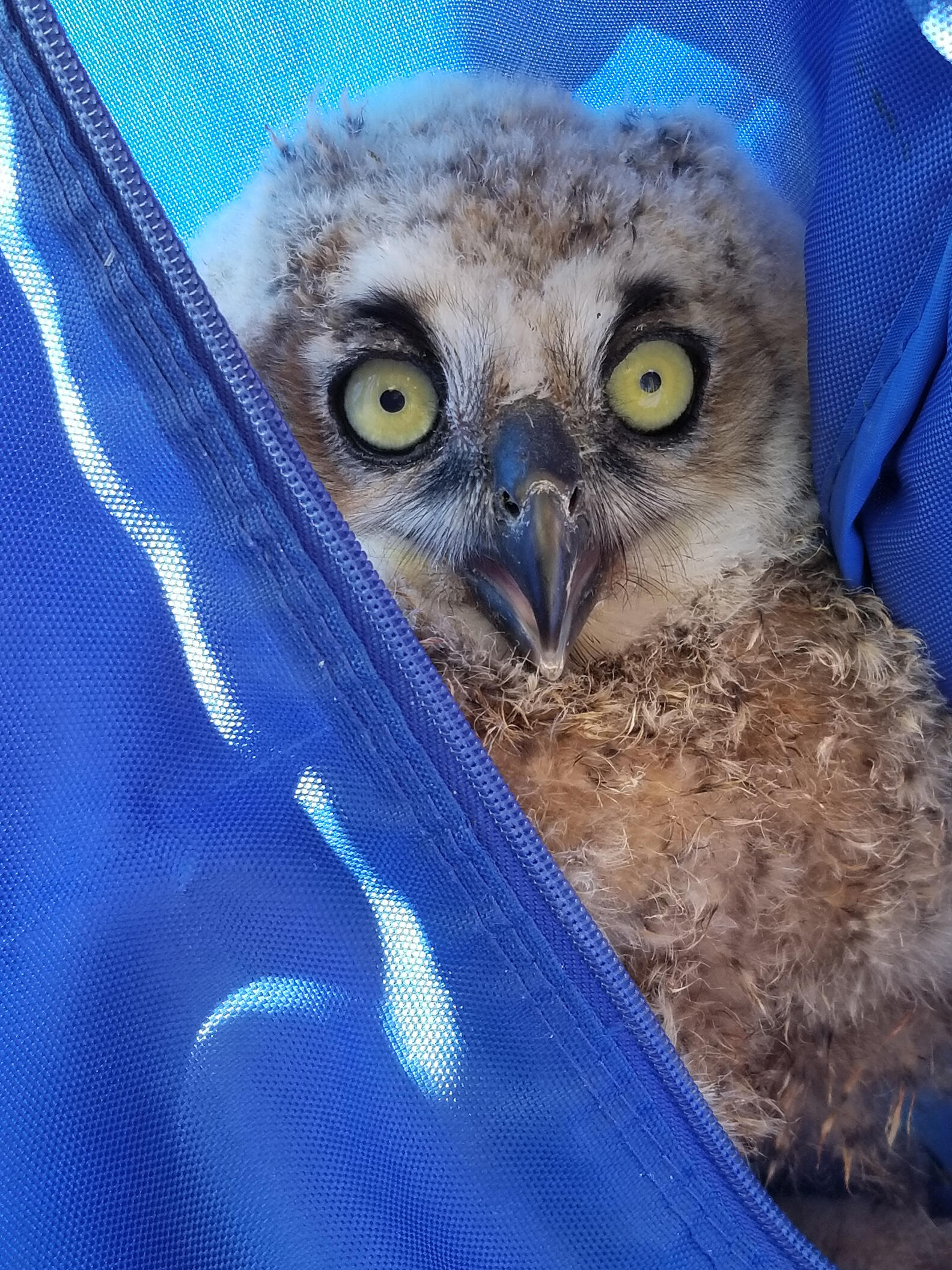 bird with big eyes in a blue bag
