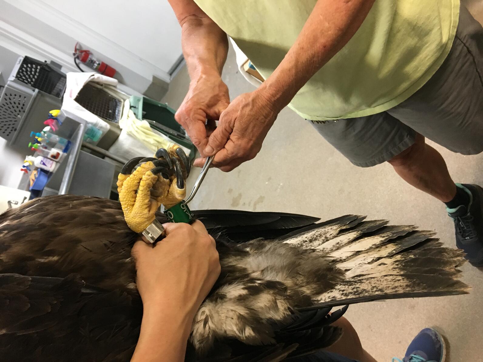 Bands on a Bald Eagle's legs showing K05 as the band identification. Staff holding the bird.