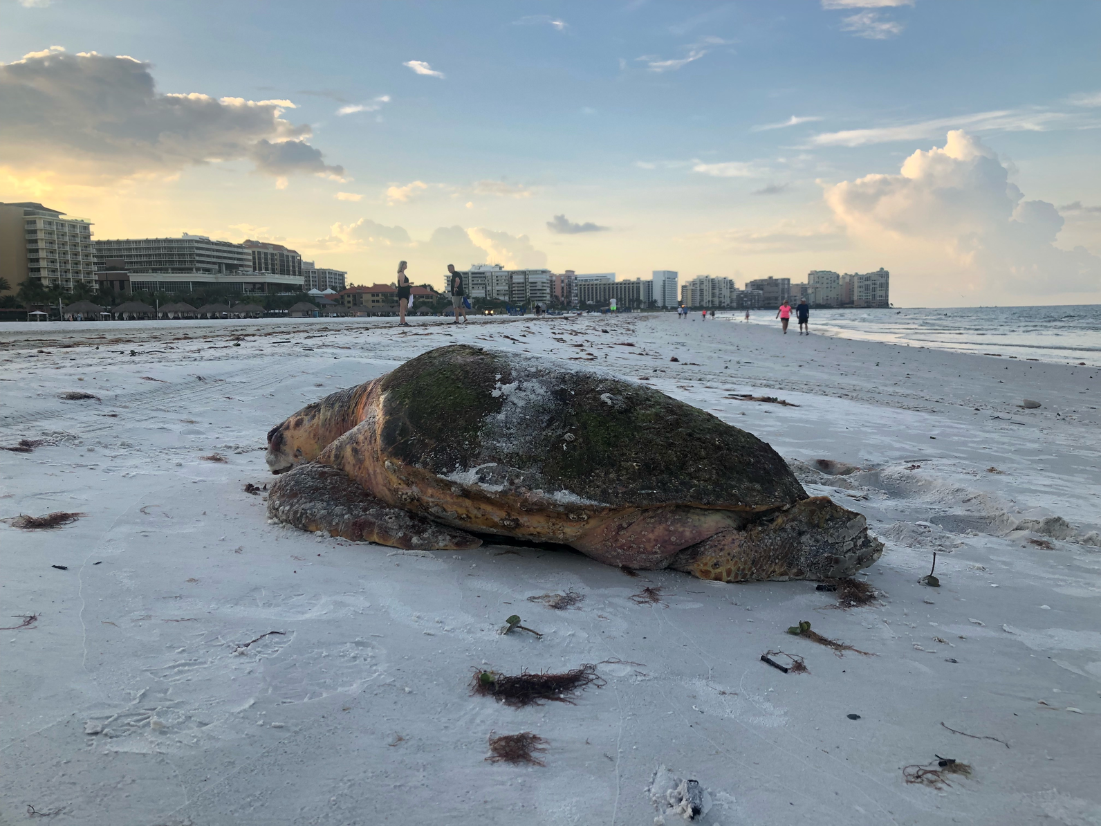 Red tide has killed a sea turtle.