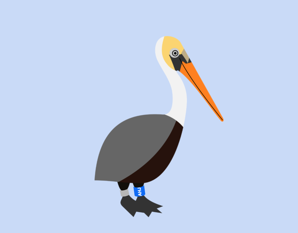 AHJ the banded Brown Pelican.