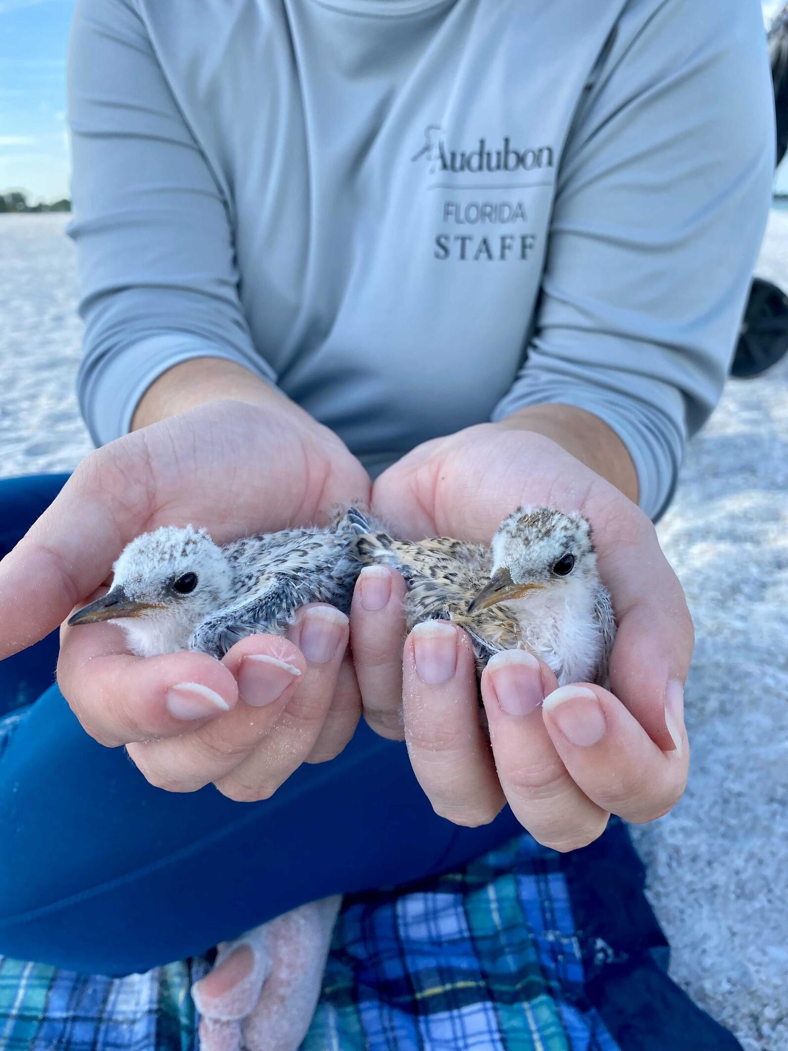 Banding Least Terns. Kylie bands least tern chicks. This photo was taken in compliance with state and federal research permits.