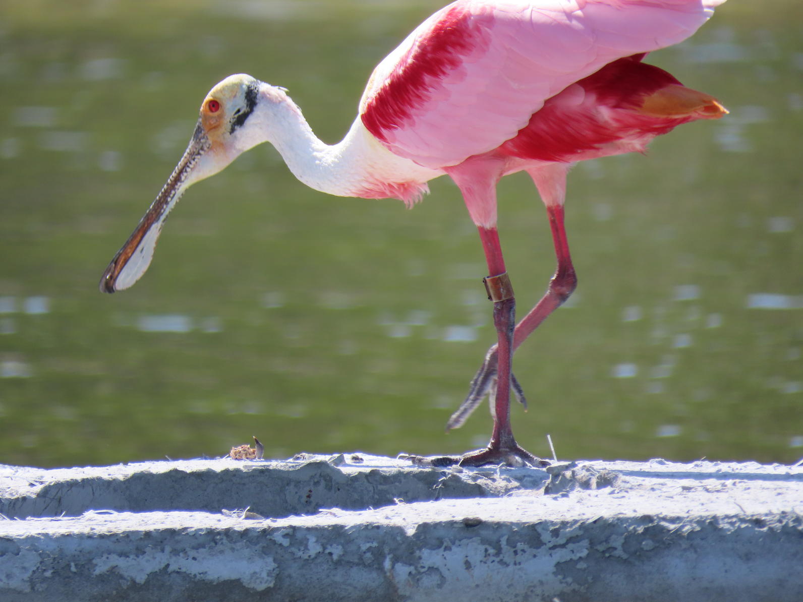 A Roseate Spoonbill spotted at Alafia.