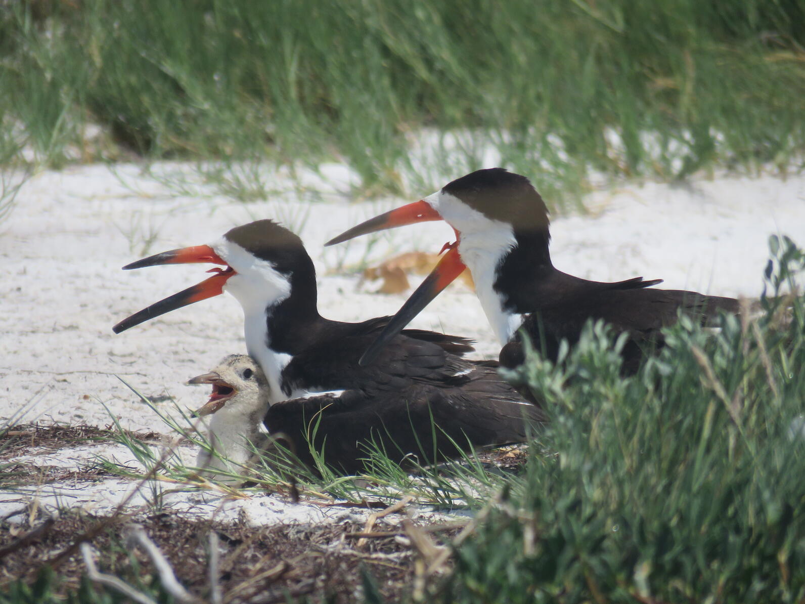 Close-up photo of two adult black skimmers and a chick on the beach.