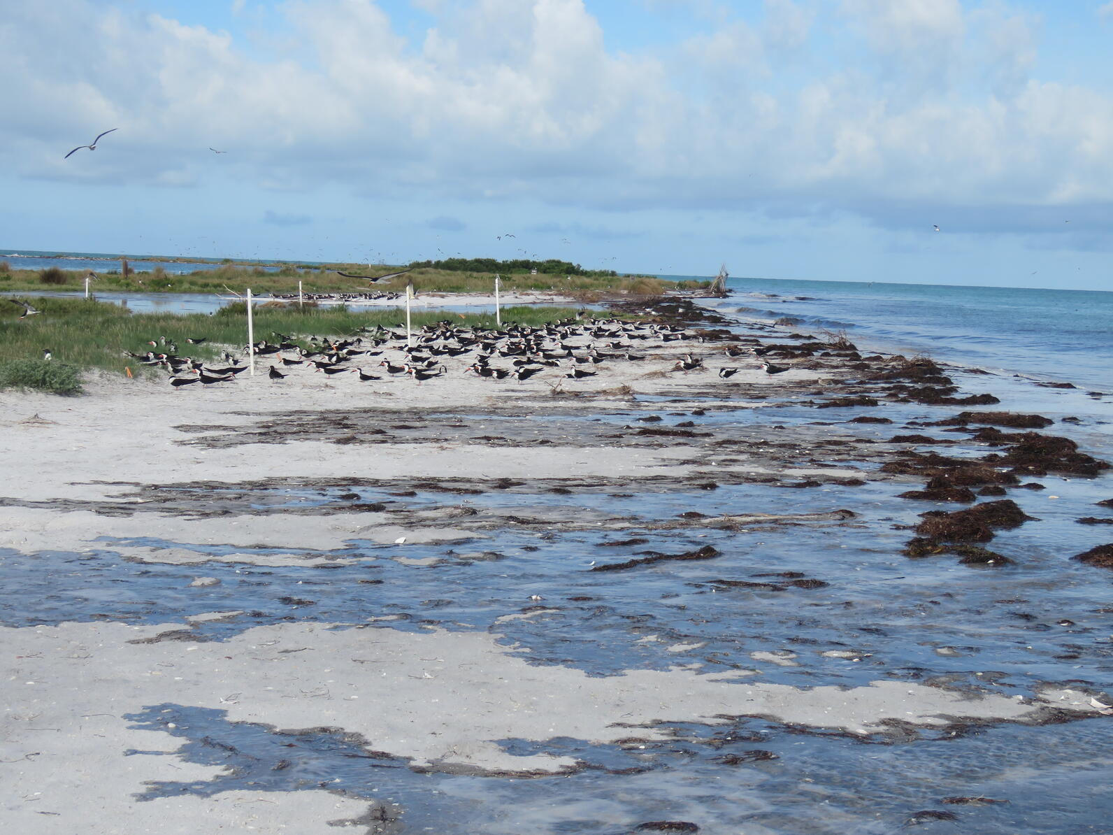 A flock of black and white birds on the beach.