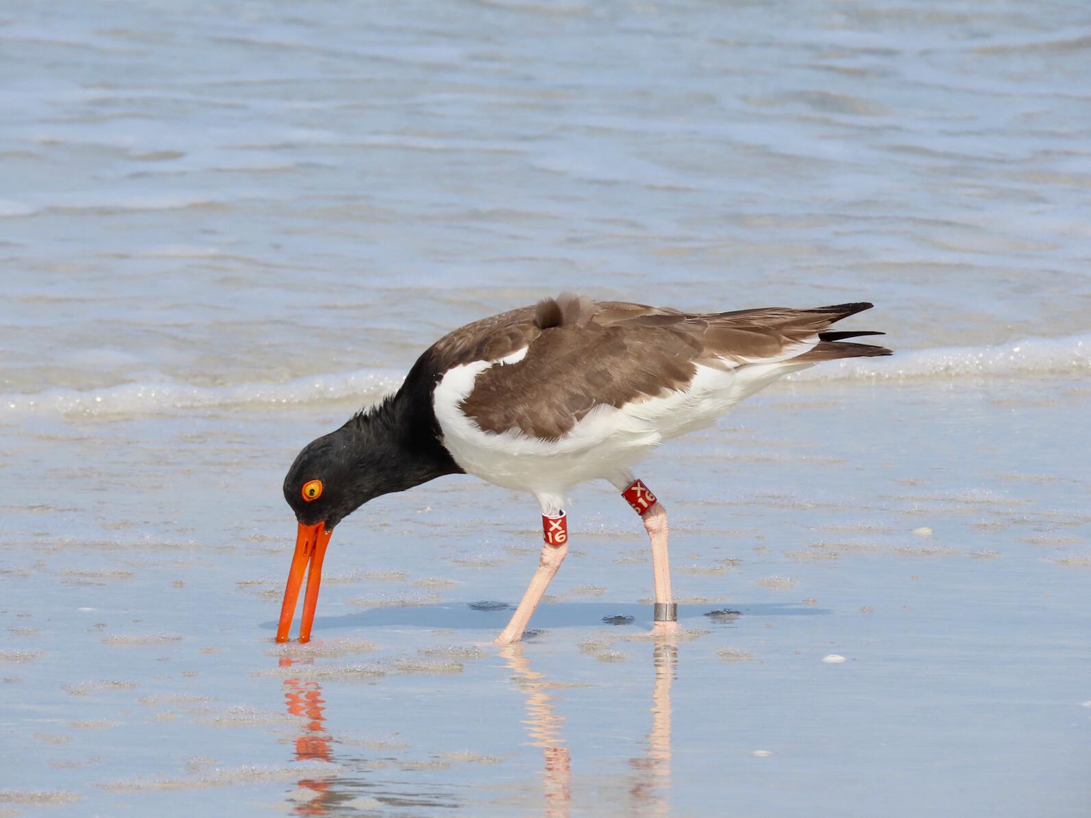 A banded American Oystercatcher standing in shallow water.