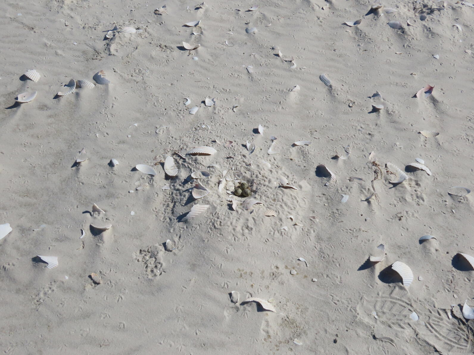 Snowy Plover eggs in a scoop nest in the sand.