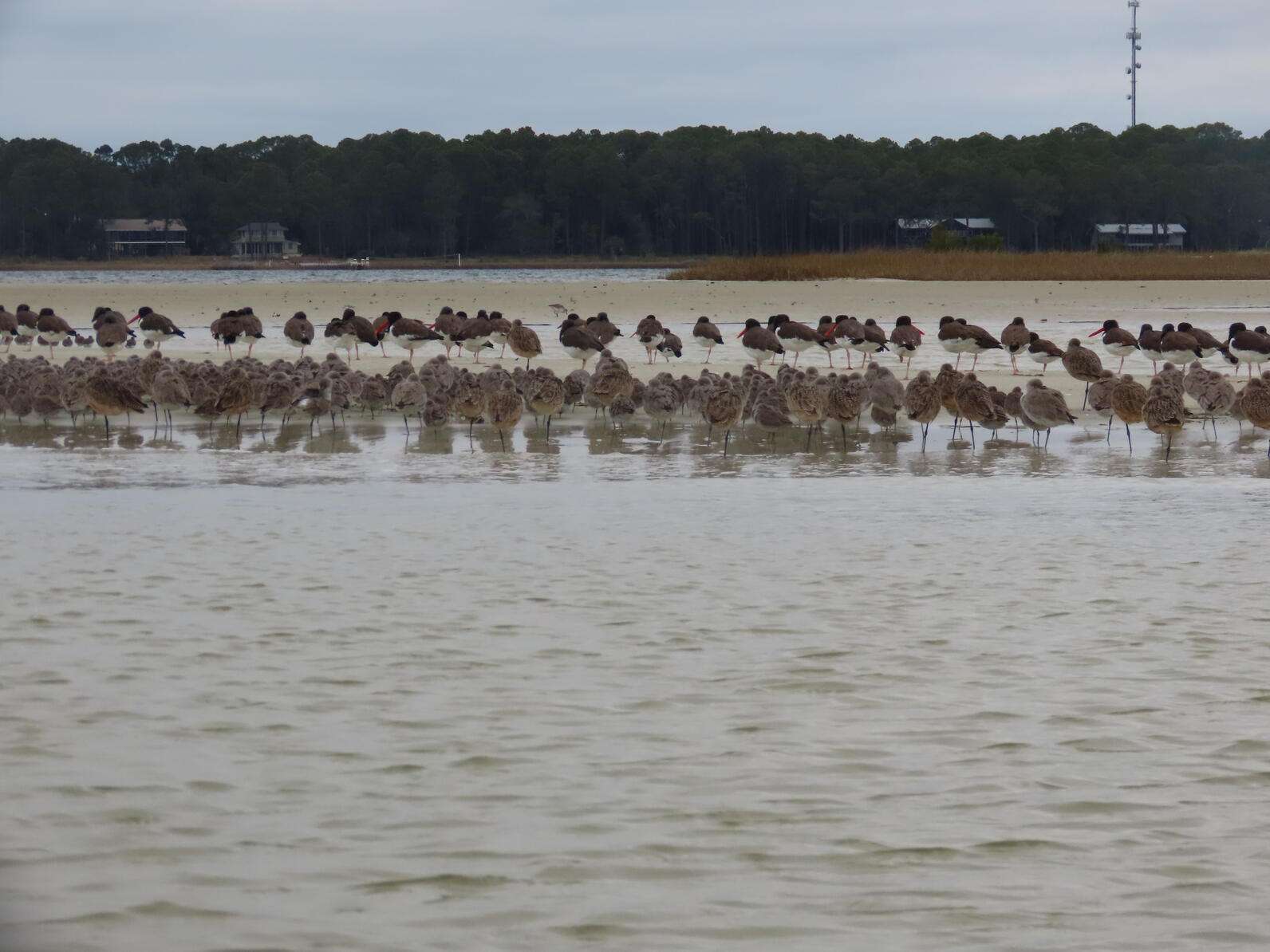 Sea and shorebirds depend on Lanark Reef for both breeding and wintering habitat.