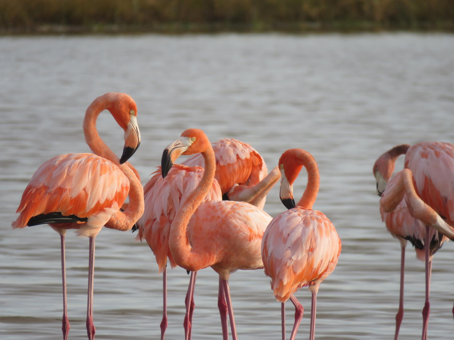 American Flamingos stand in water together.