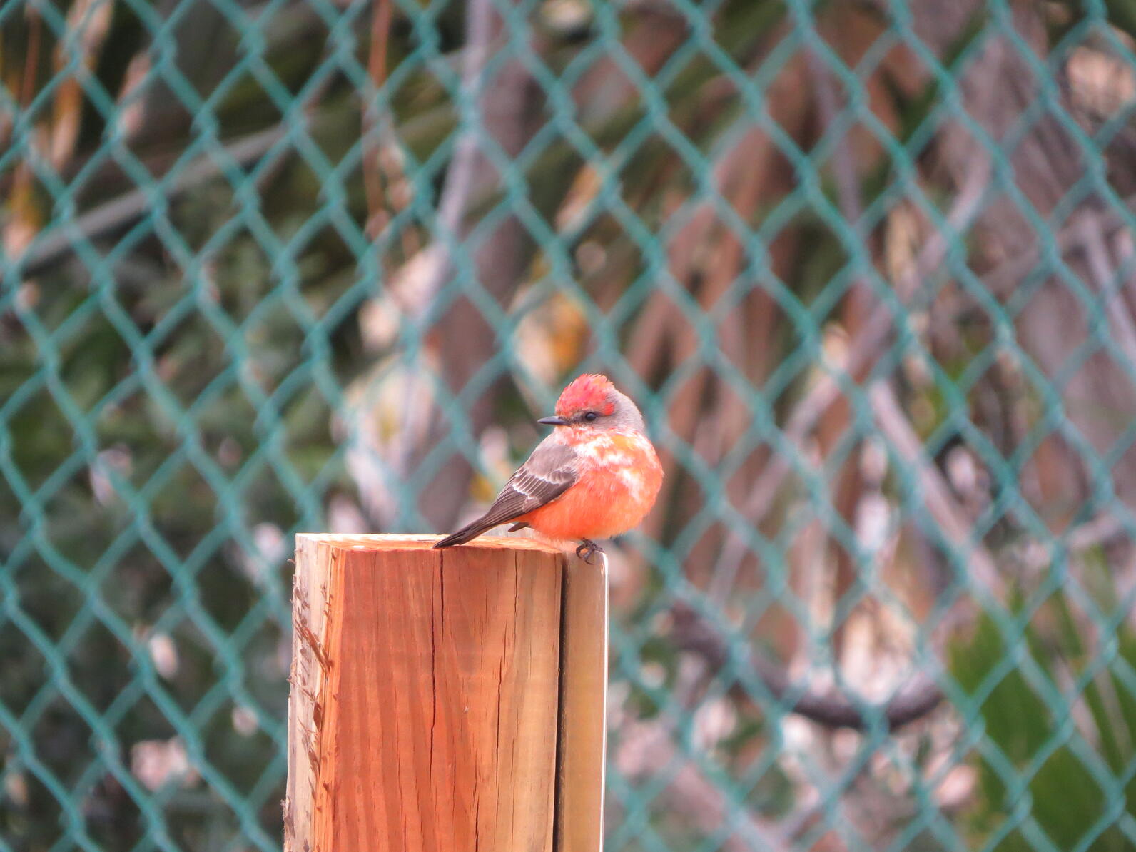 A Vermillion Flycatcher perched on a post