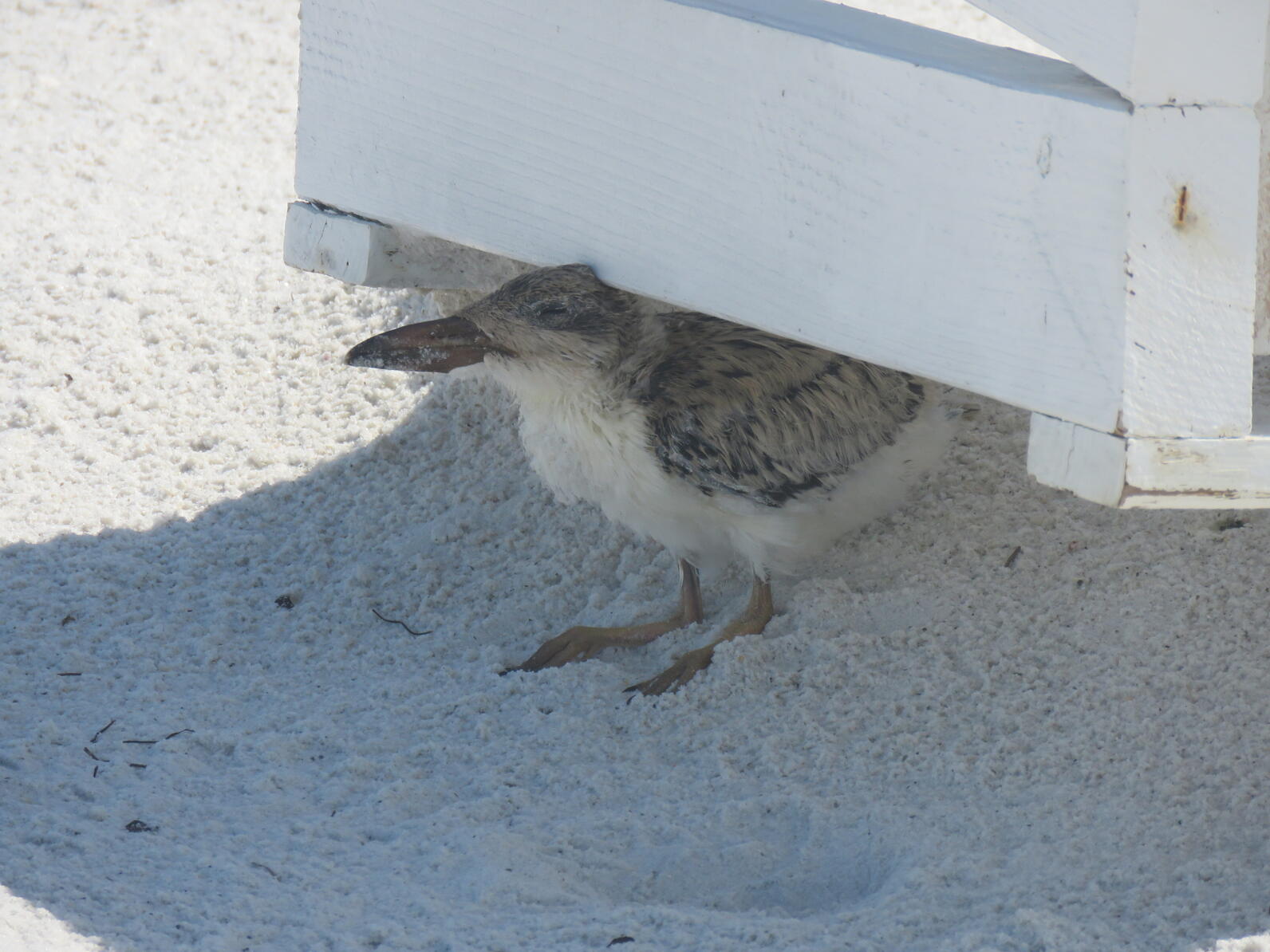 A Black Skimmer chick rests against a white wood structure in the shade on a sandy beach.