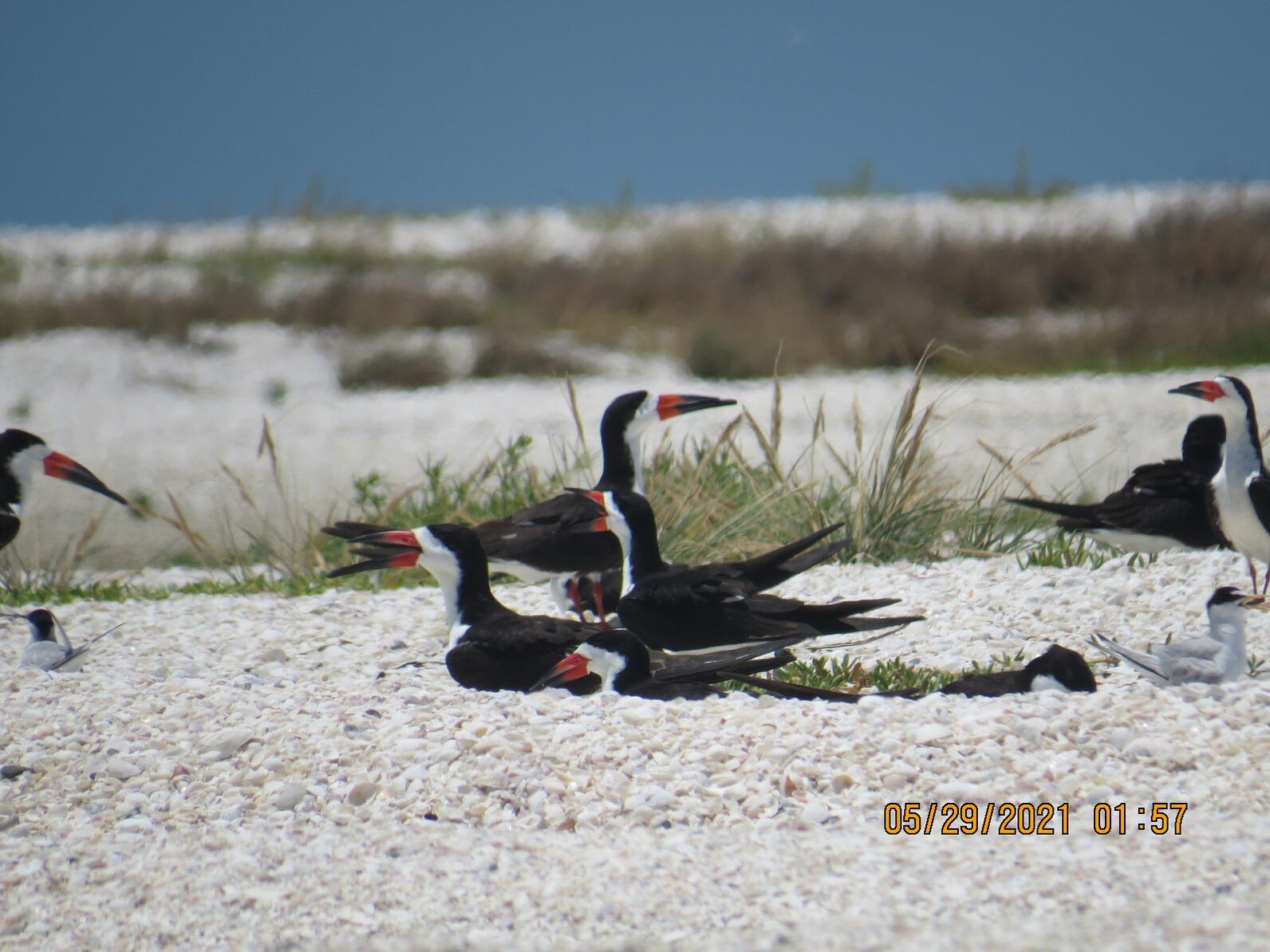 Black Skimmers and Least Terns nesting together on Second Chance CWA.