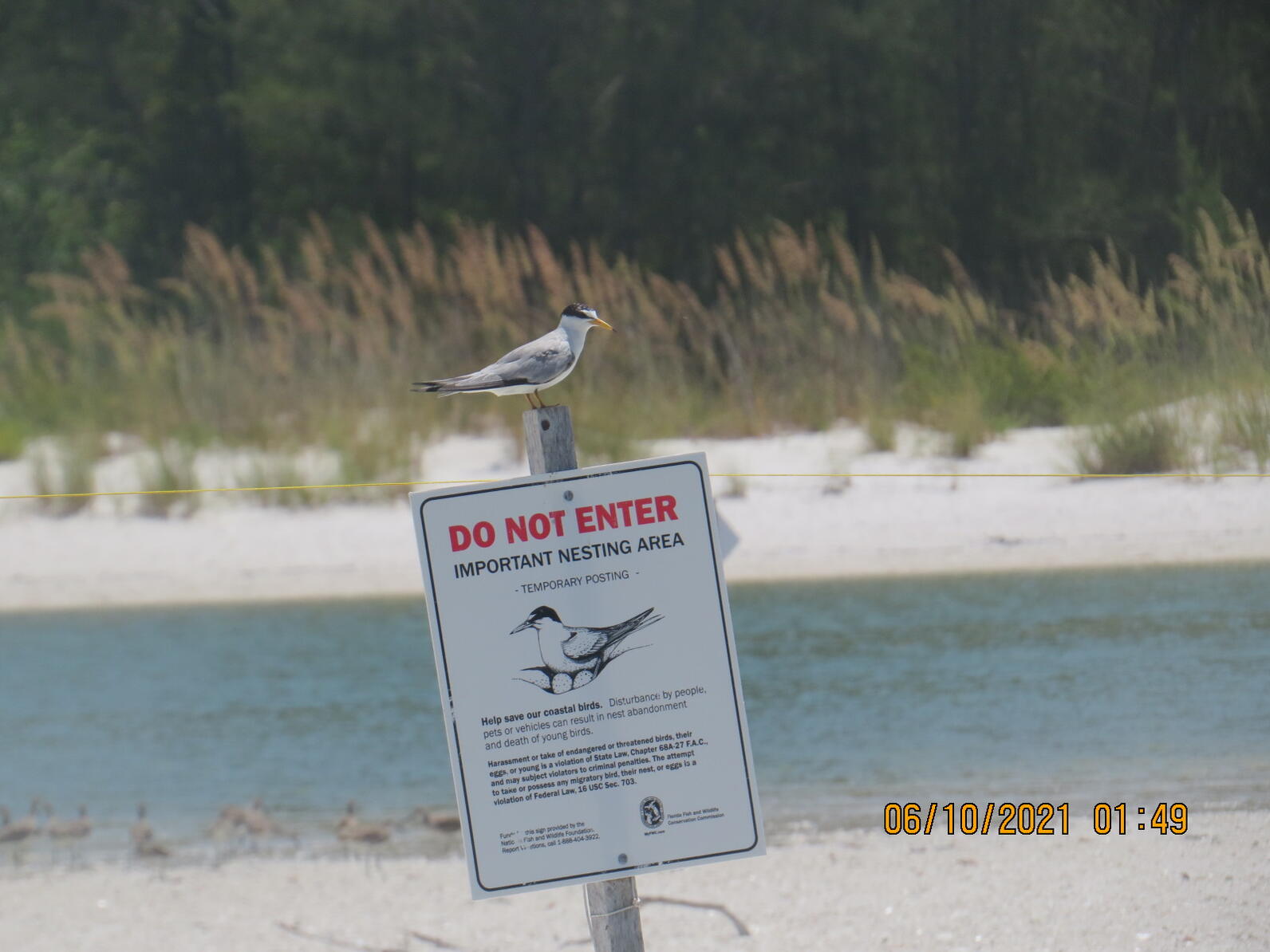 Least Tern on a posting around its colony on a shoal in Collier County.