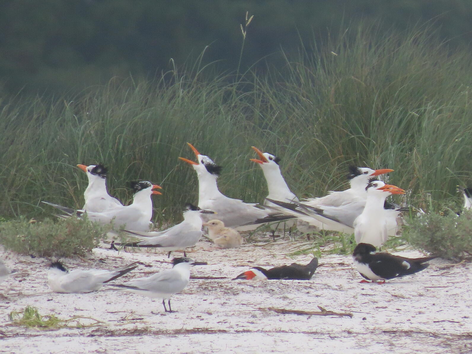 Nesting Royal Terns, Sandwich Terns, and Black Skimmers, as well as a Royal Tern chick.