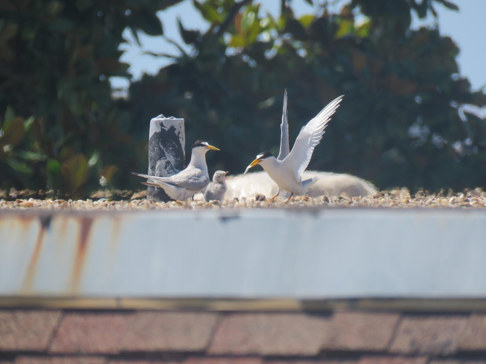 Least Tern nesting on a rooftop. Photo: Rebekah Snyder.