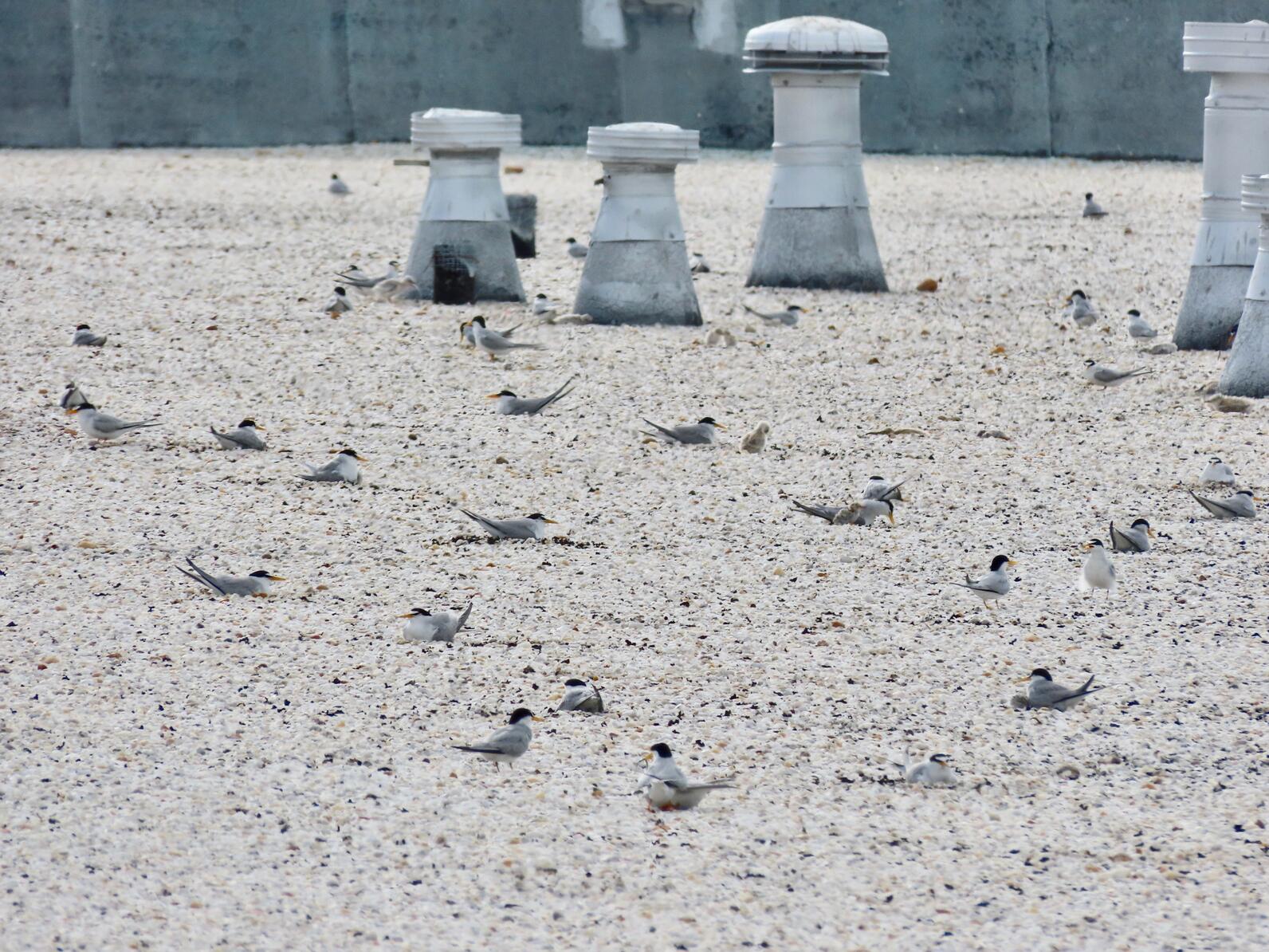 Rooftop colony of Least Terns.