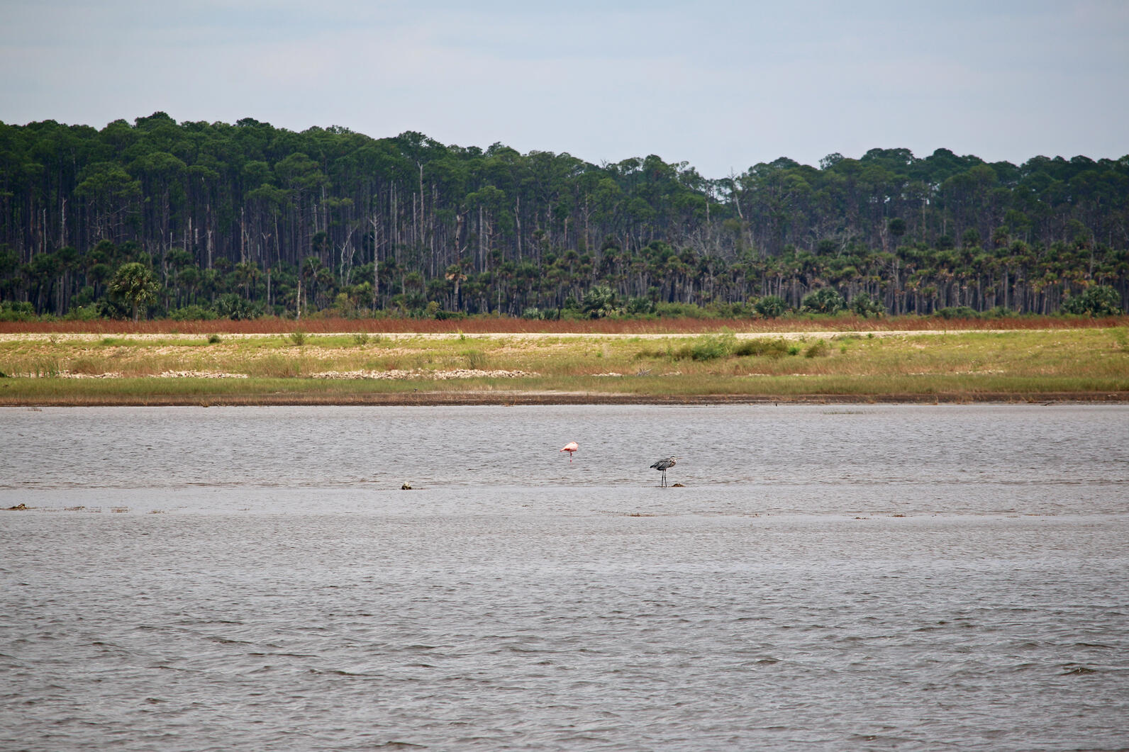 American Flamingo and Great Blue Heron standing in a pool at St. Marks National Wildlife Refuge, with marsh grasses and palm trees in the background.