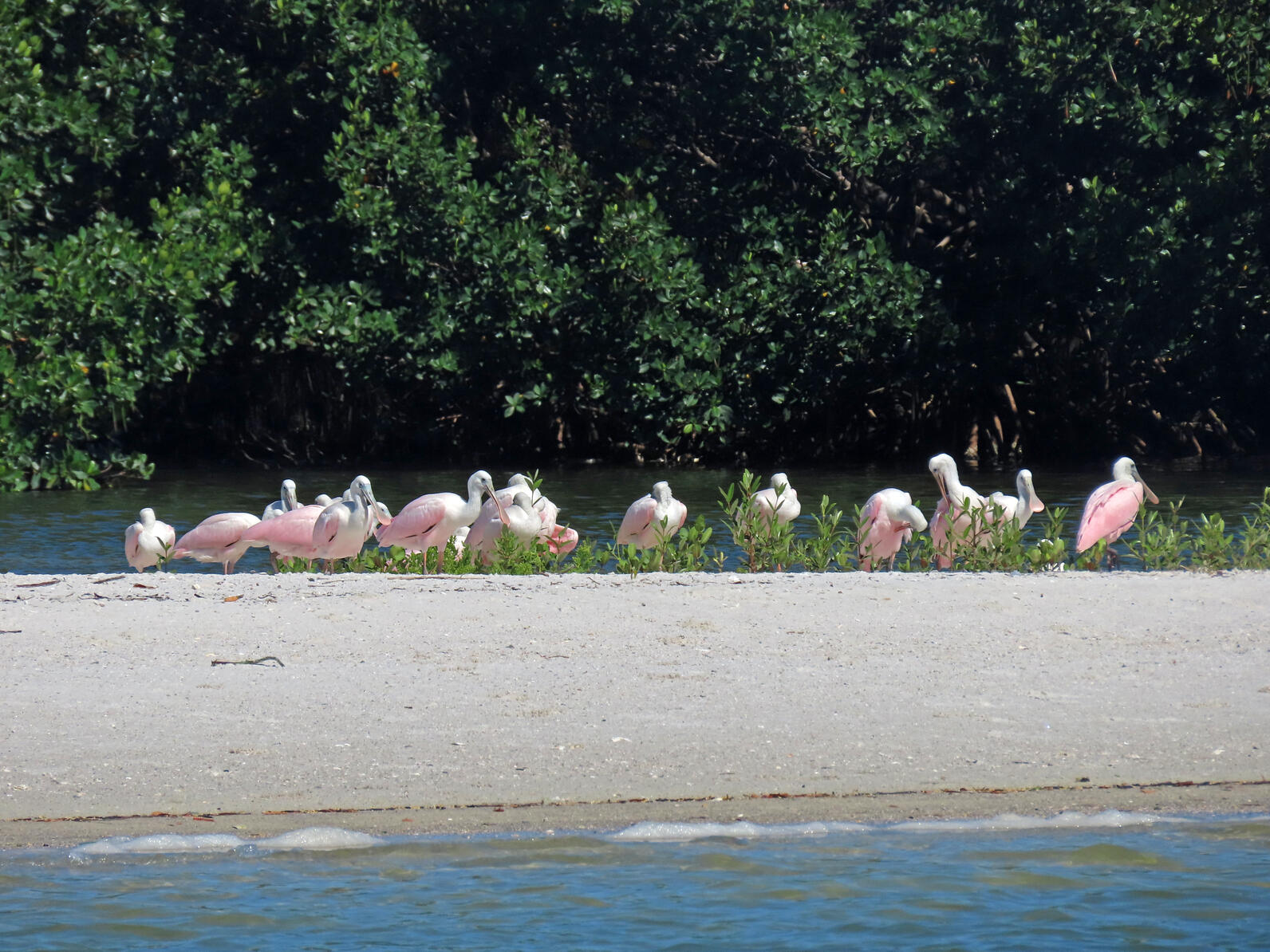 A flock of Roseate Spoonbills on a sandbar. Trees in the background.