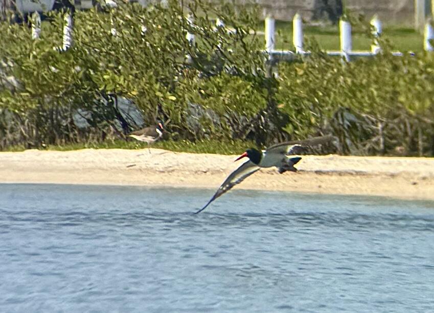 An American Oystercatcher flies over an ocean with the sandy shore in the background.