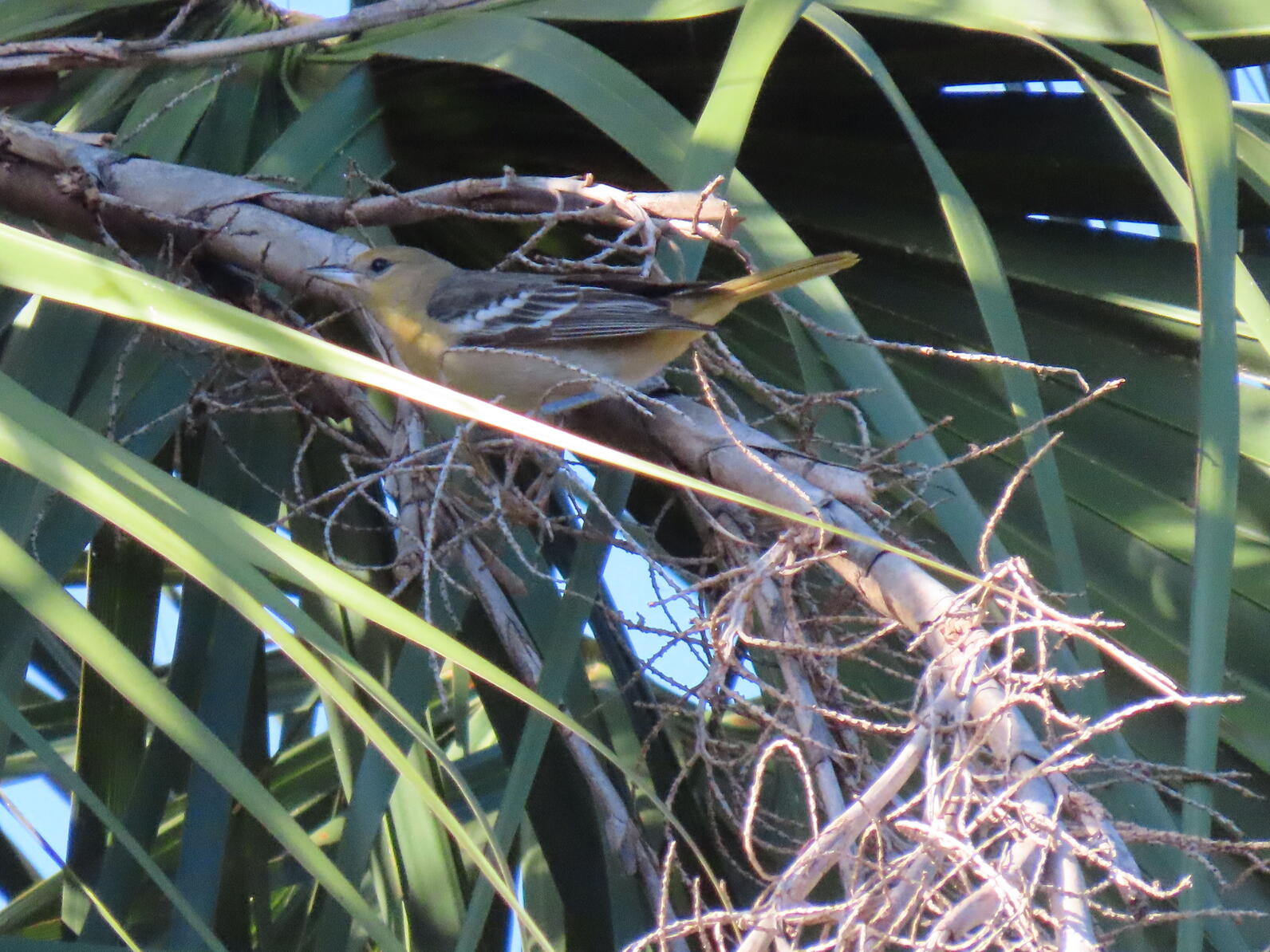 A Baltimore Oriole in the leaves of a palm tree.