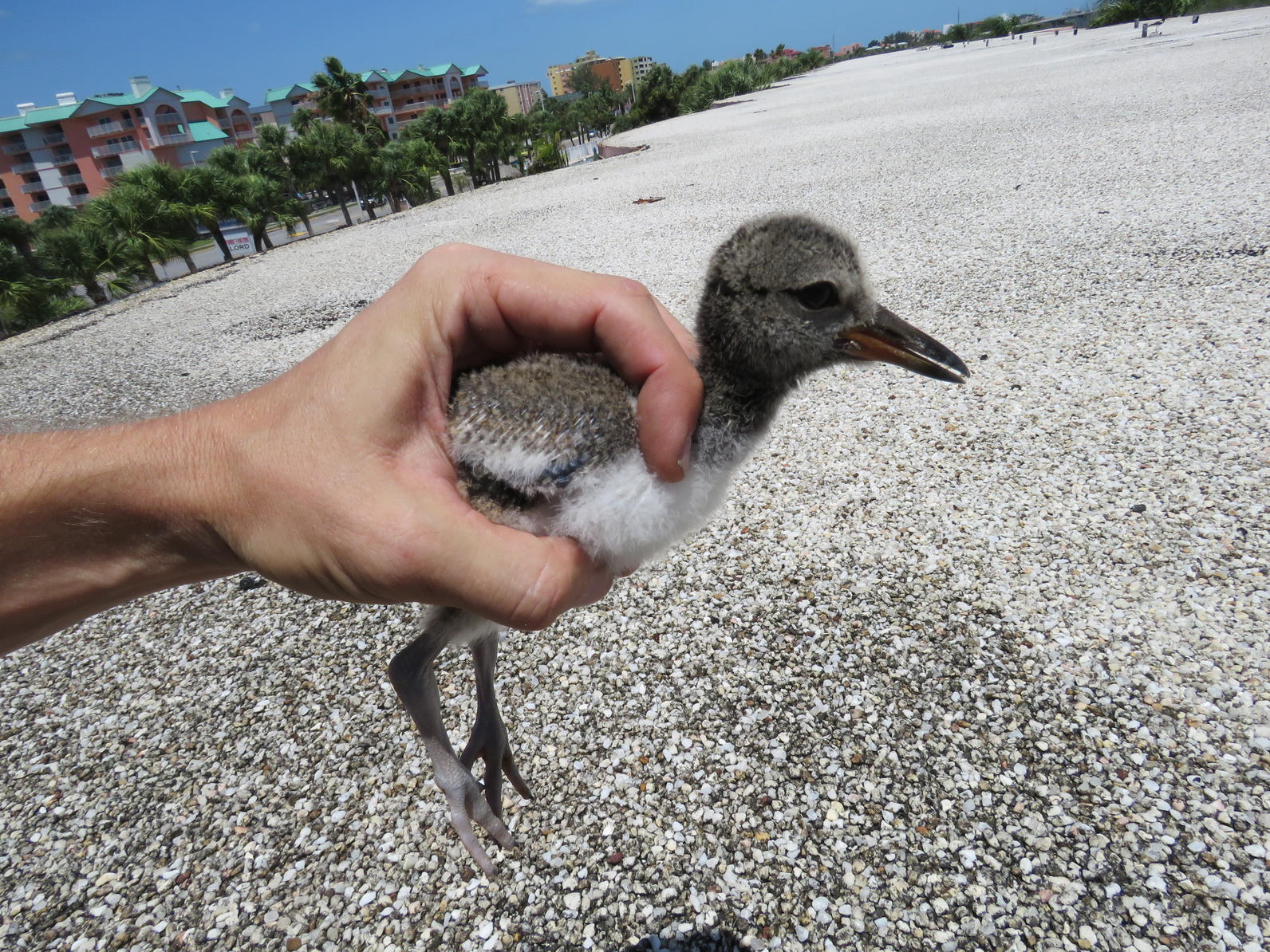 American Oystercatcher. Photo: Jeff Liechty.