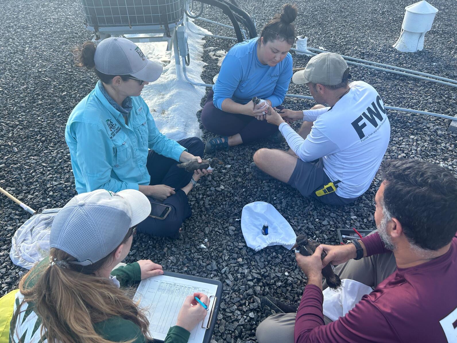 FWRI and Audubon staff sit on a gravel rooftop to carefully band an American Oystercatcher chick. Photo: Holley Short/Audubon Florida.
