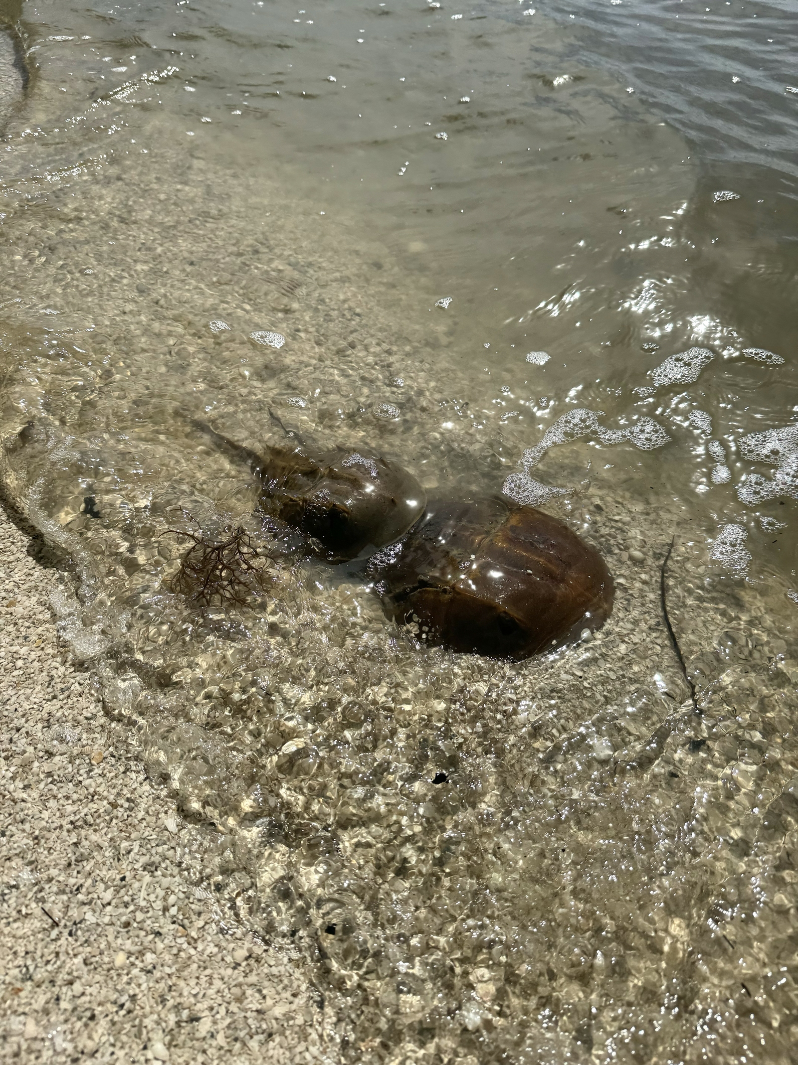 A horseshoe crab just below the shoreline underwater.