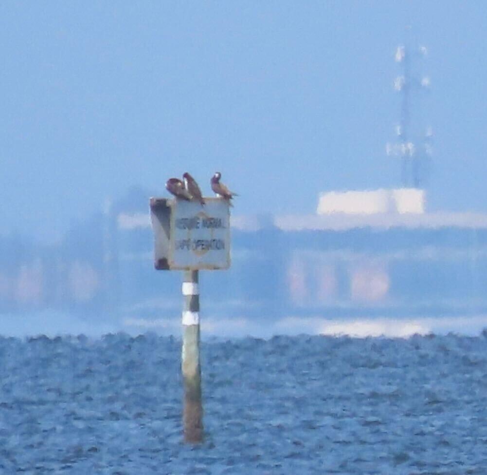 Three birds sit on a navigational marker in the middle of the Gulf of Mexico.