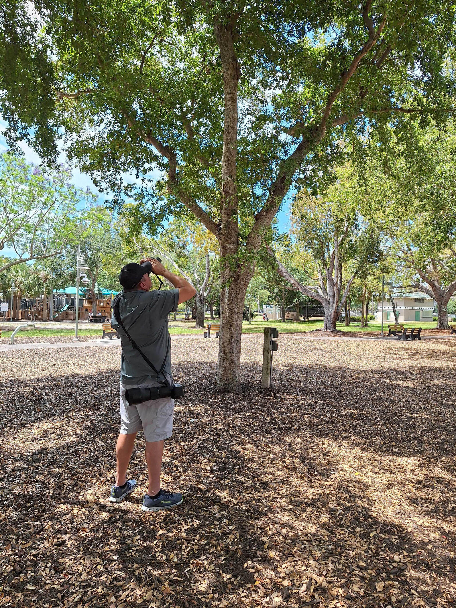 A man standing in a park looking up with binoculars.