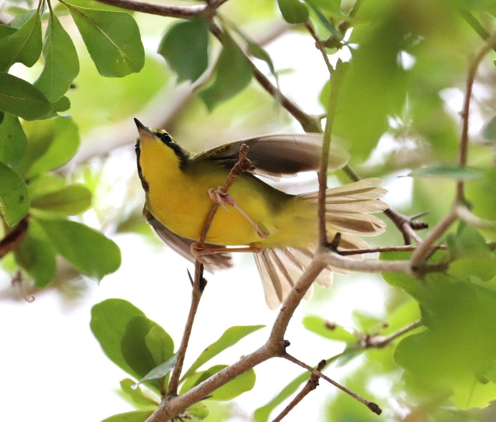 A yellow bird with wings outstretched in a treetop.
