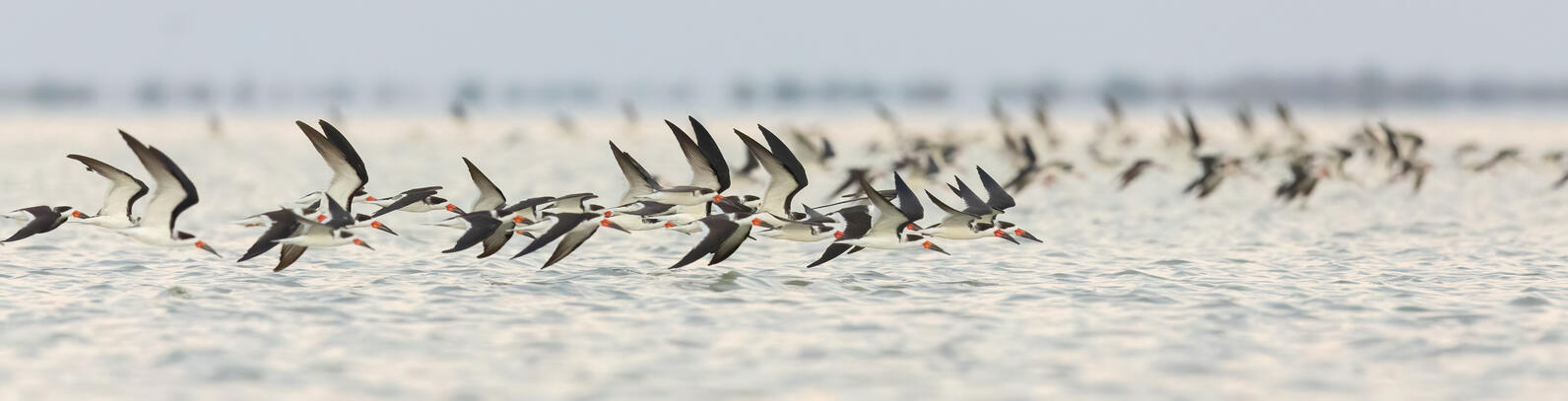 a flock of Black Skimmers in flight