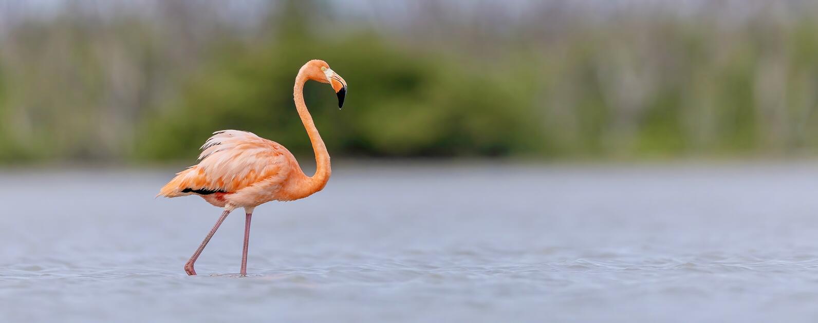 A lone flamingo